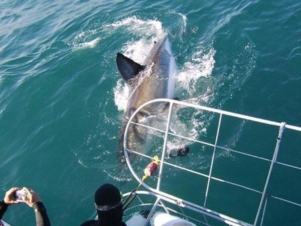 Gansbaai Lodge & Backpackers Экстерьер фото